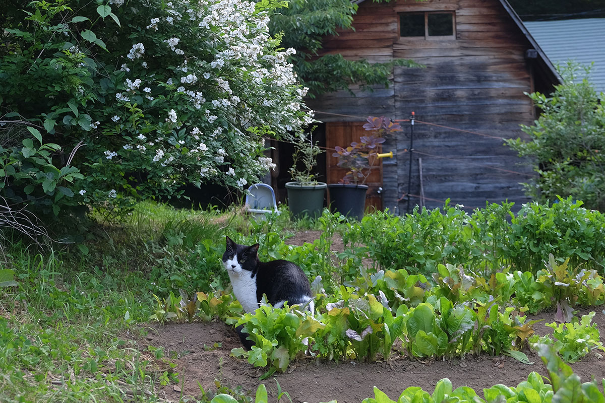 猫と過ごす、小さな畑の忙しい夏
