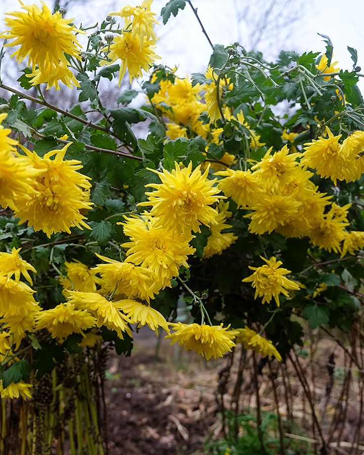 菊の花