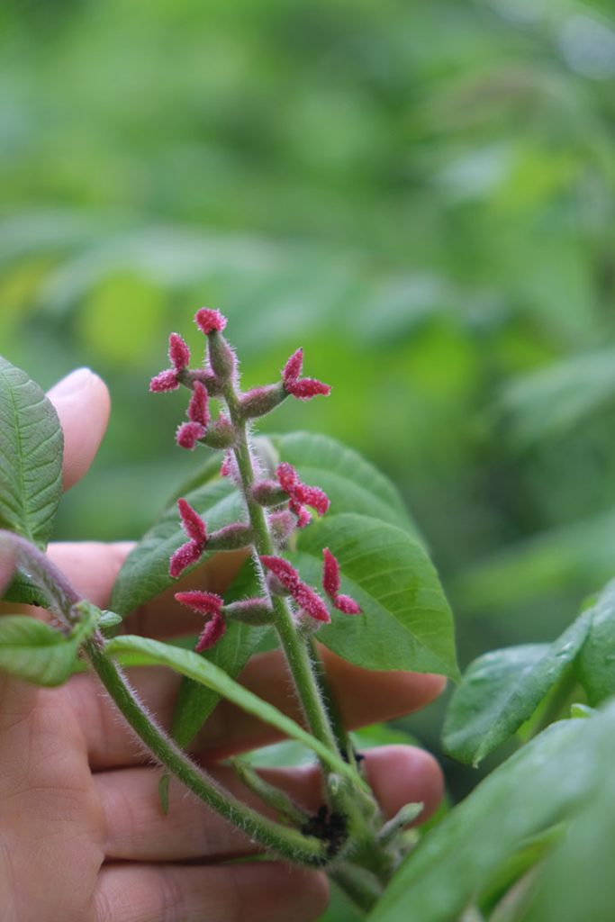 小さな赤い雌花。この子房がムクムク大きくなって、立派な殻をもったクルミの実が成るのです。