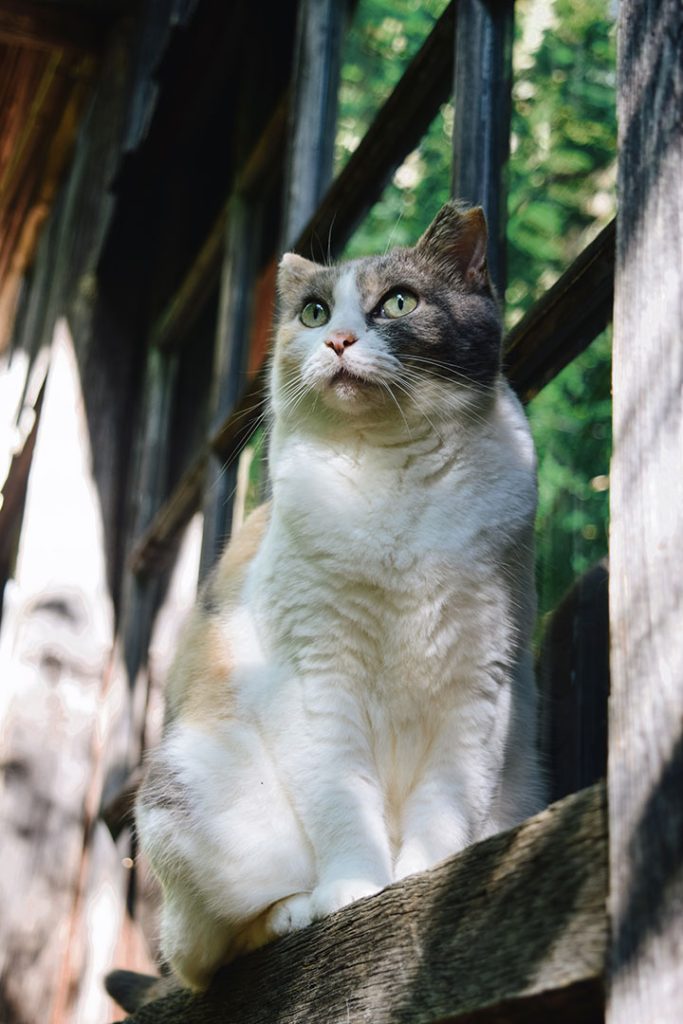猫だってちゃんと、秋の訪れを感じながら空を見上げている(ように、見えるだけ?)。