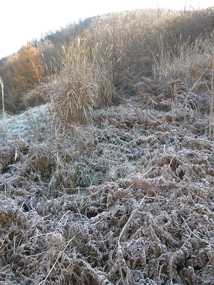 霜が降りて一面真っ白な朝。日が差すとじわじわと溶けて、きっと今日は薪割り日和。