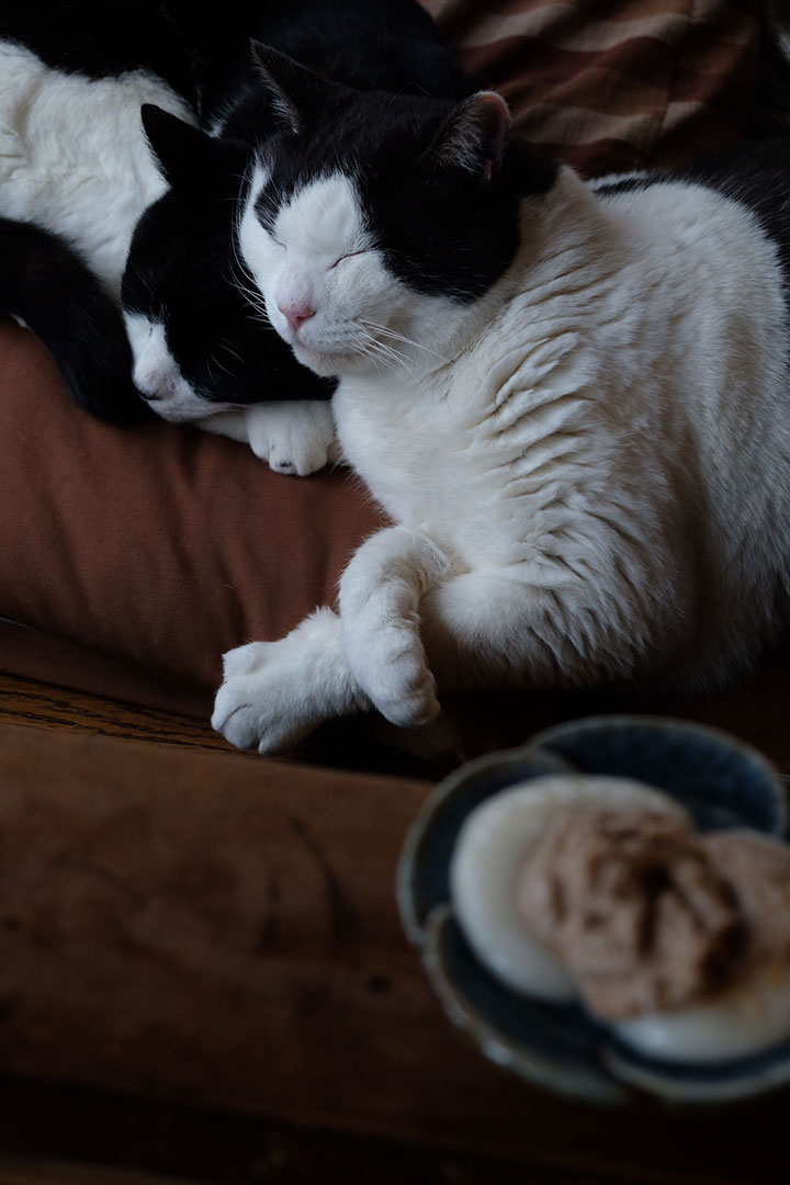 春が来るとは言っても、まだまだストーブのそばが一番ニャン。ZZZ…
